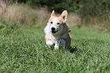 CORGI PEMBROKE 350
